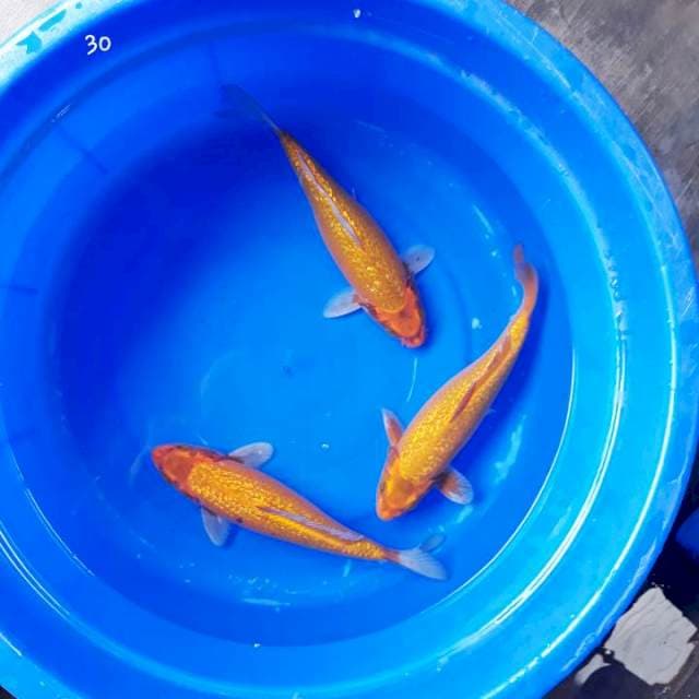 Antik Ginrin 3 Ekor