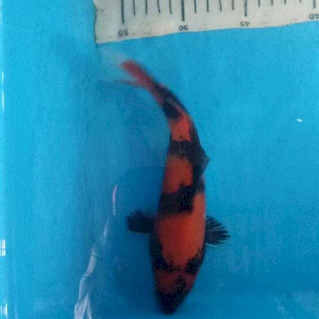 Hishowa 23cm