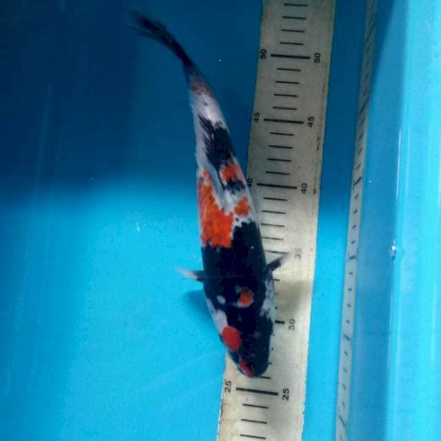 Showa 27cm
