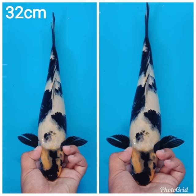Shiro petir