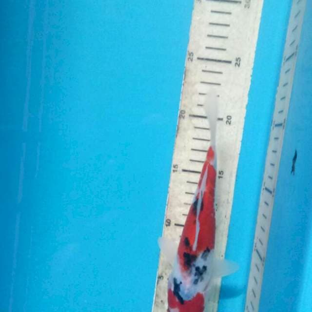 Sanke 20cm