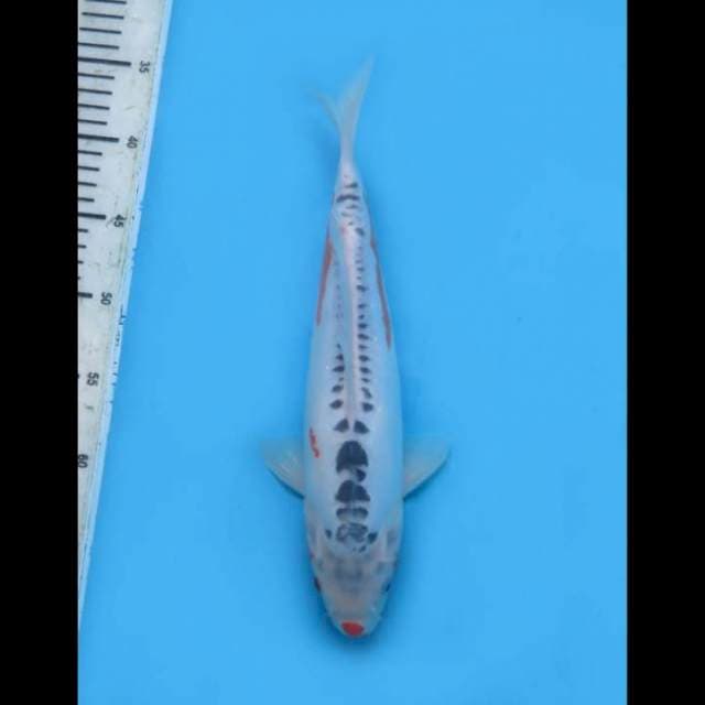 32 cm - female, Shusui Ring Rapi