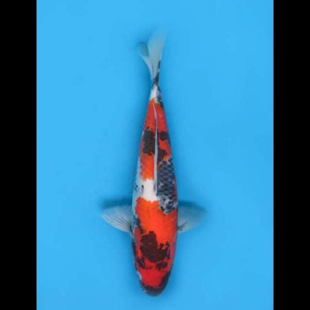 39Cm - Female, Showa Tategoi