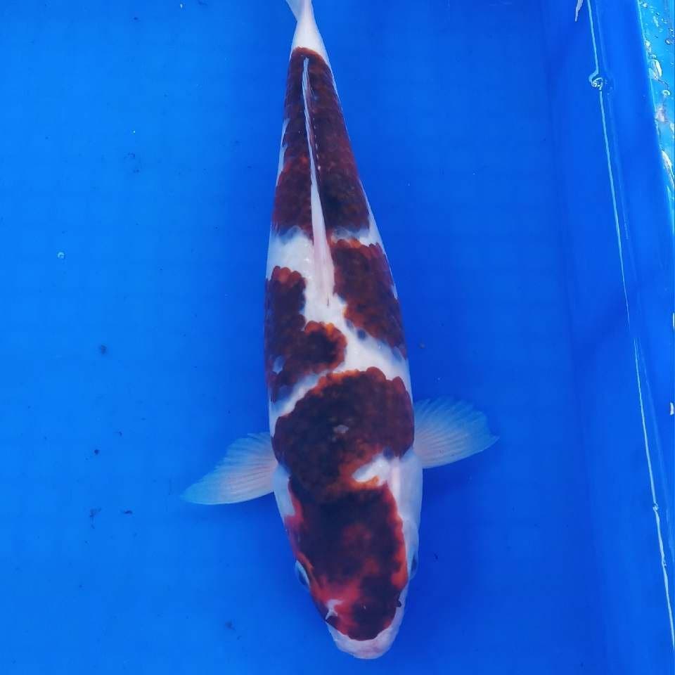 Goromo