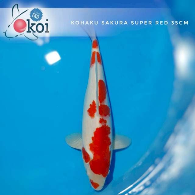 Kohaku merah setroong pola asyik