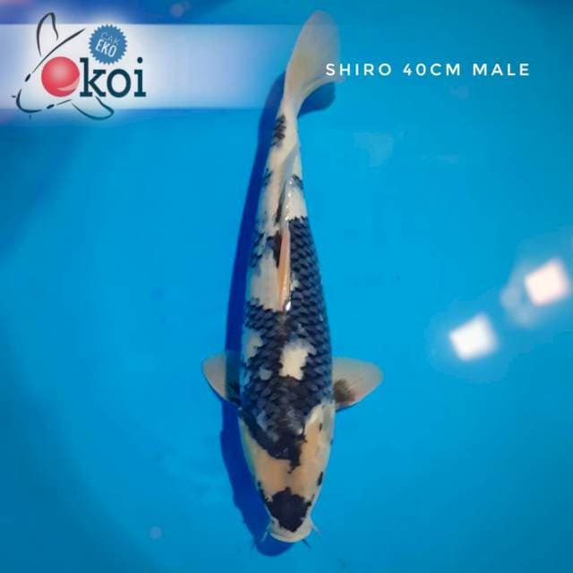 Shiro Utsuri big size
