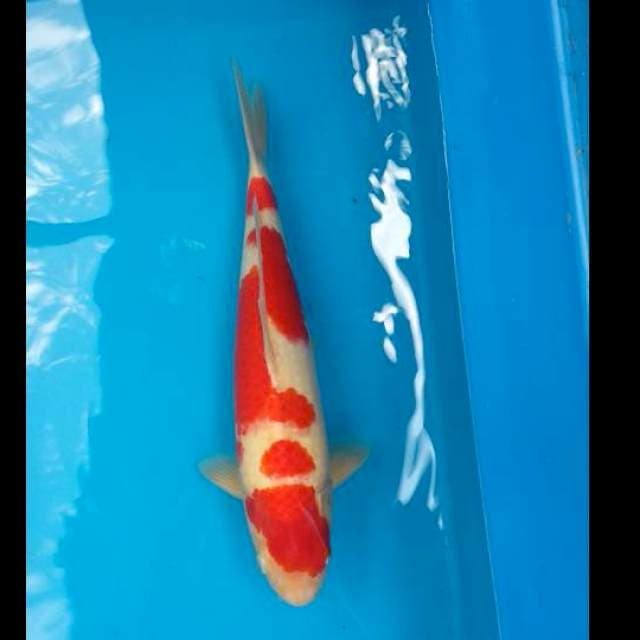Deep red kohaku