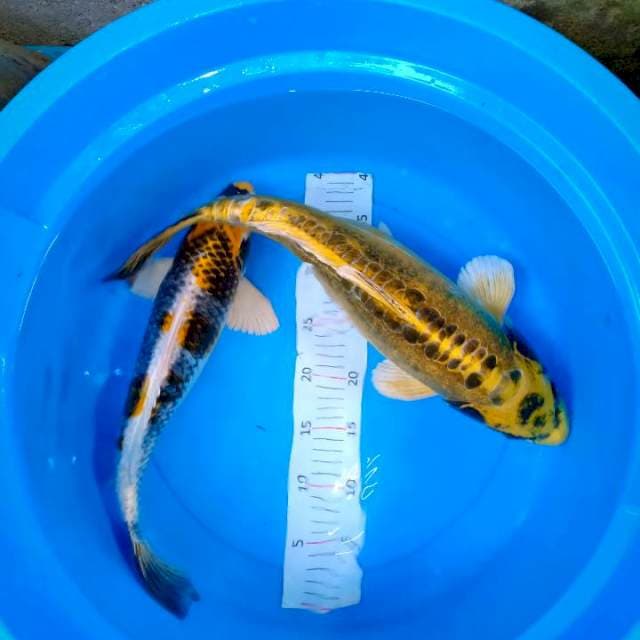 2 ekor.42cm&48cm