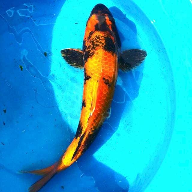 Hiutsuri 34cm