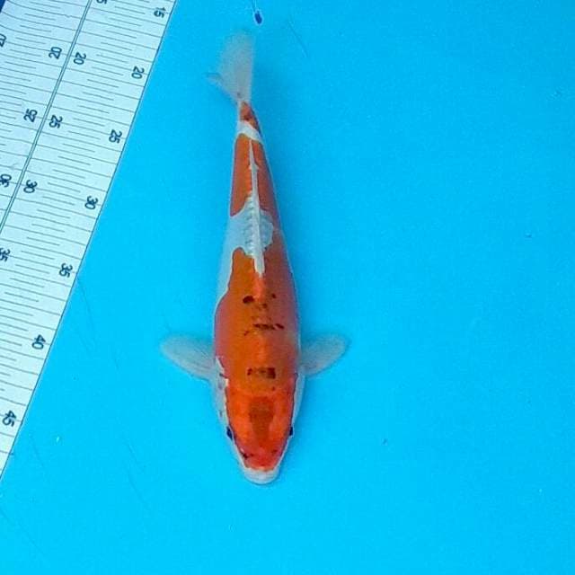 Kawaridoit 27cm