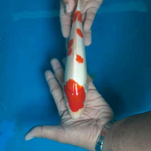 Kohaku