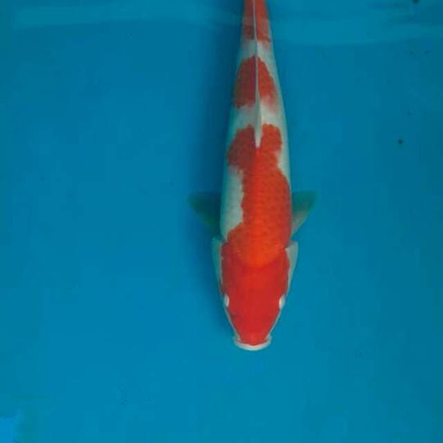 Kohaku