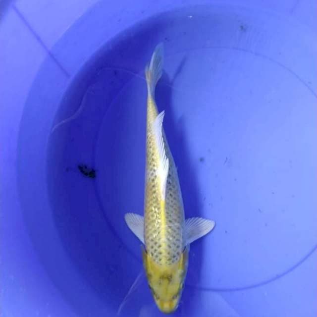 Yamabuki ginrin