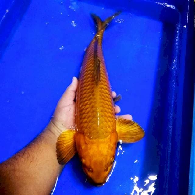 Teh chagoi penjinak kolam 44cm