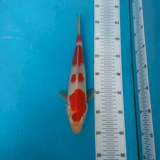 TYK Kohaku 30BU Step 4