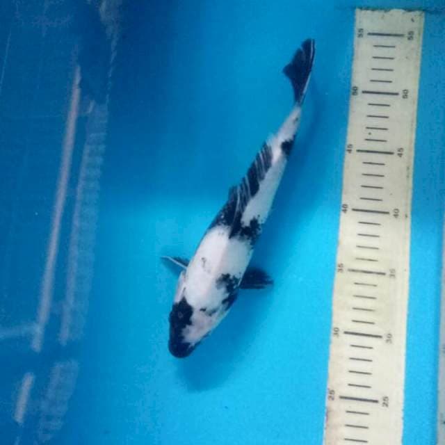 Shiro 26cm