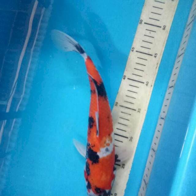 Showa 30cm