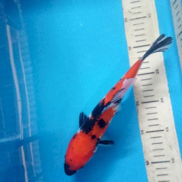 Showa 25 cm