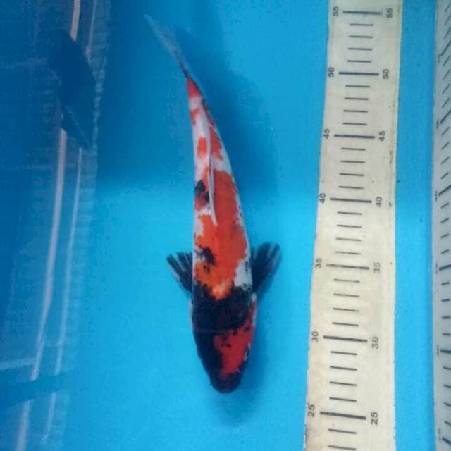 Showa 26cm