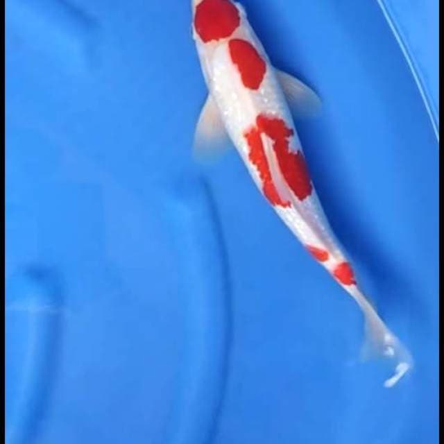 Super Red - Maruten Kohaku Full Ginrin 