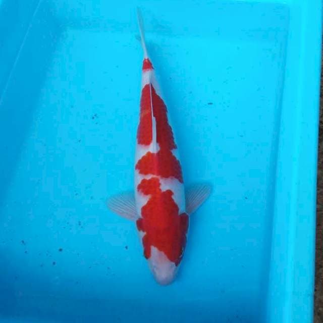 NJK - KOHAKU MERAH STRONG