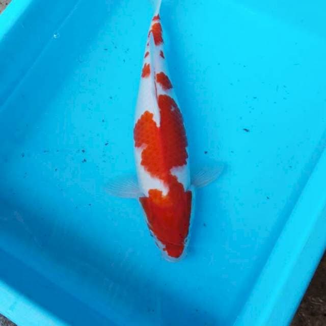 NJK - KOHAKU MENKABURI