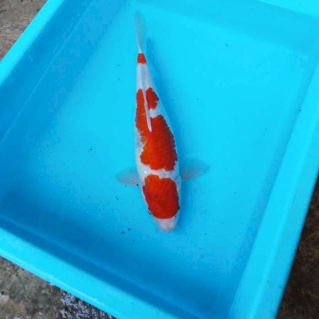 NJK - YONDAN KOHAKU