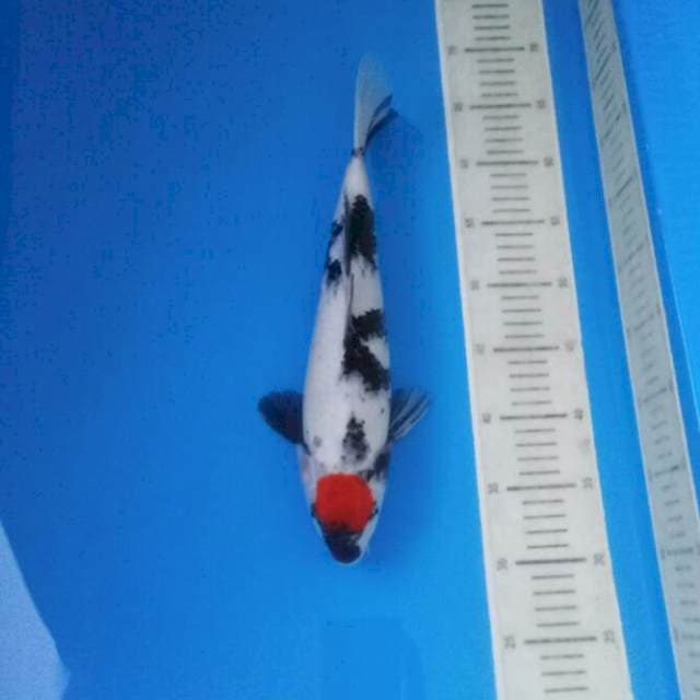 Tancho Showa 35 cm
