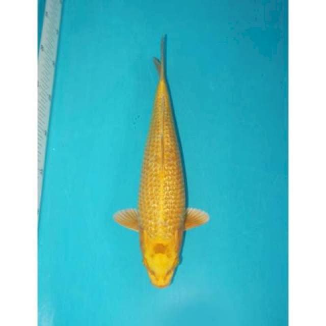 OGON GINRIN 31 CM