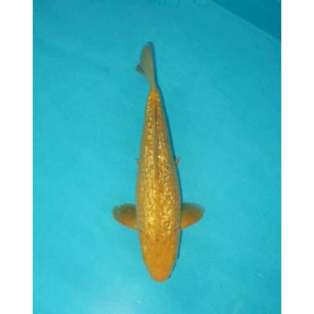 MIDORI 26 CM