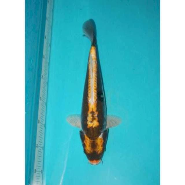 KABUTO 33 CM