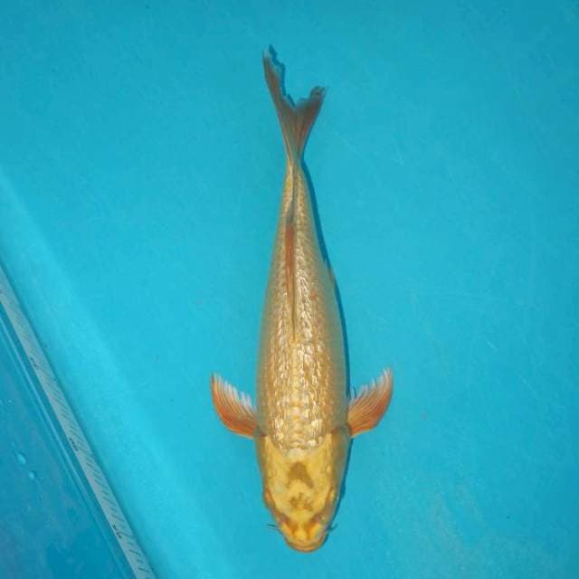 KUMPAI GINRIN 30 CM