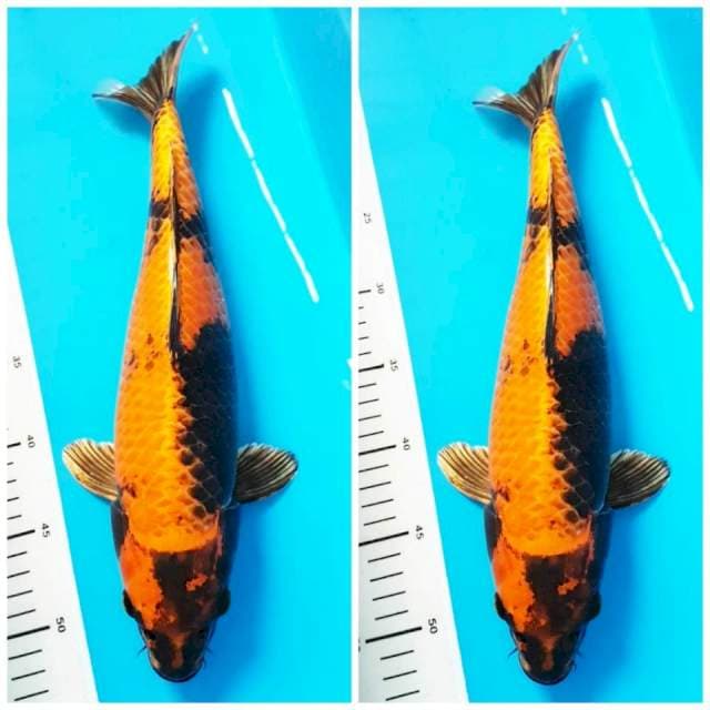 Kin Ki utsuri 40 cm