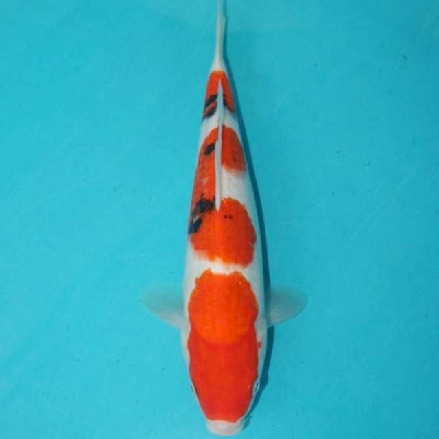 Tashio Sanke Sandan 28 cm