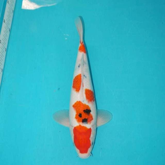 Maruten Sanke Tategoi Bulky 30 cm