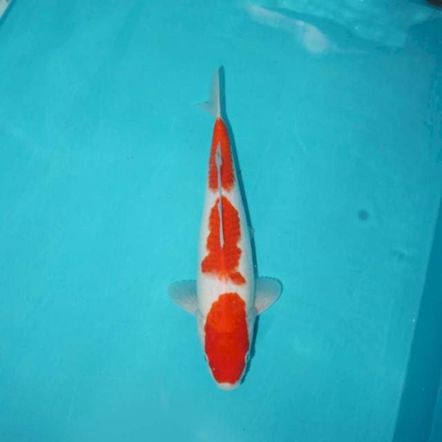 Red Sandan Kohaku 27 cm