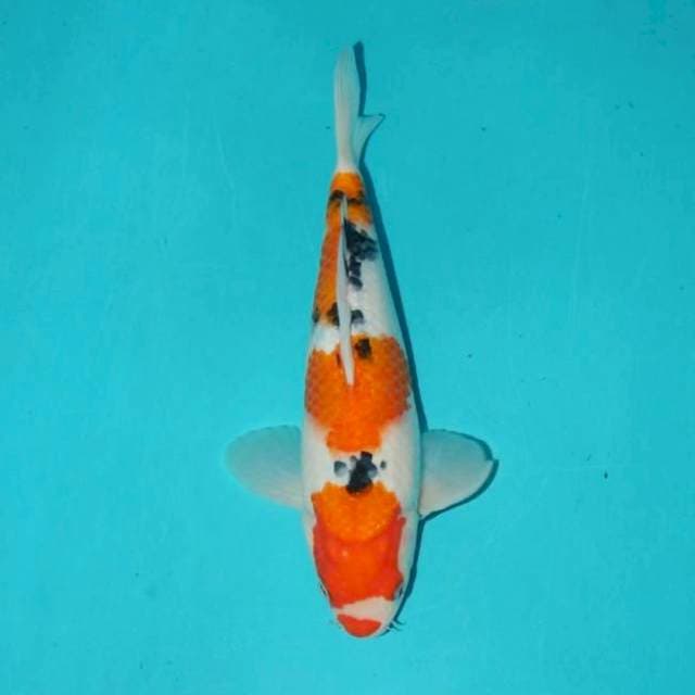 Kuchibeni Sanke Bulky 25cm
