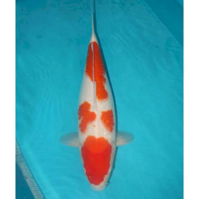 Kohaku 49 cm
