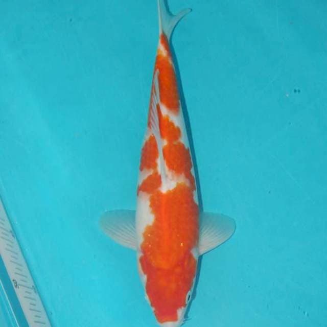 KOHAKU 29 CM