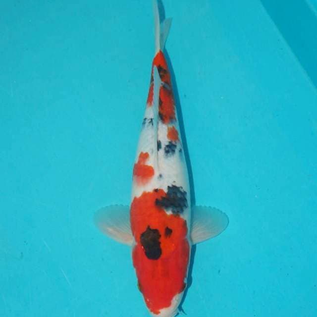 SANKE TATEGOI 26 CM