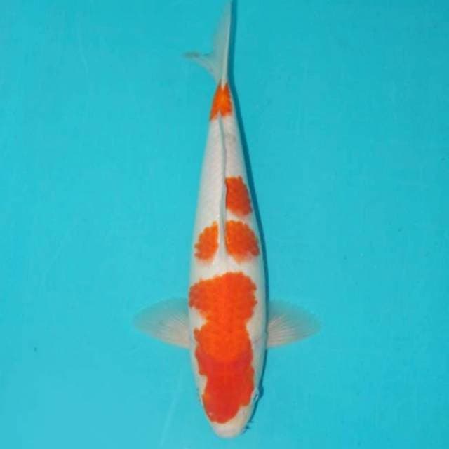 KOHAKU 31 CM