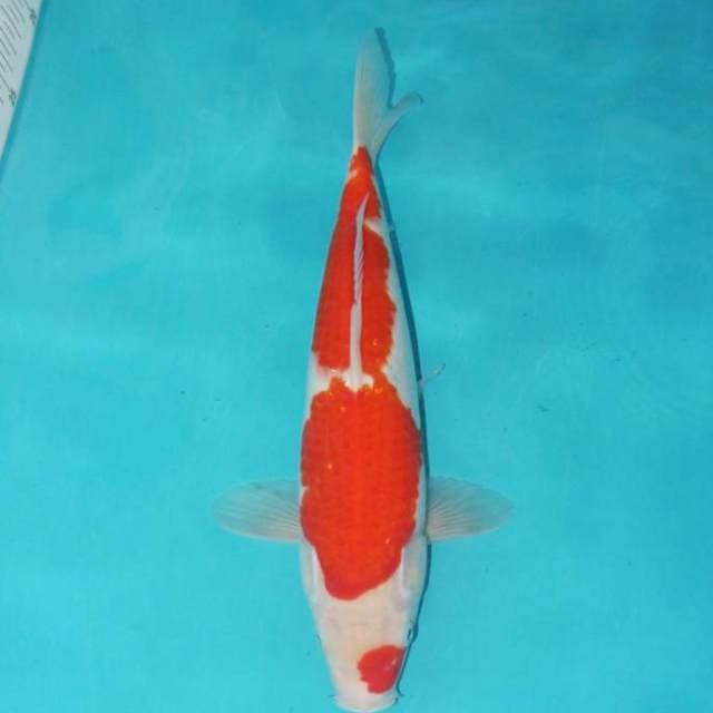 KOHAKU 32 CM