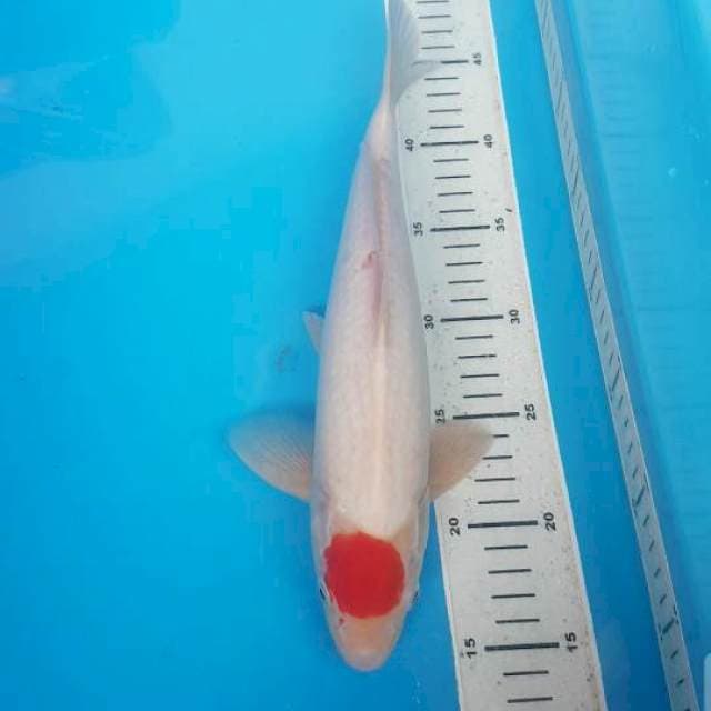 Tancho Kohaku 32 cm