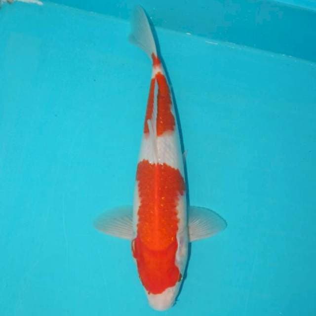 KOHAKU - 29 CM