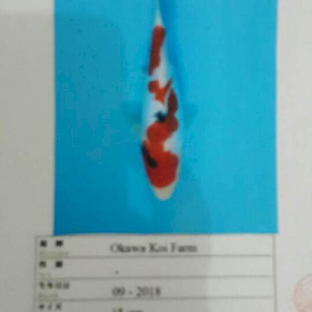 Sanke doitsu okawa