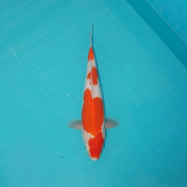 KOHAKU_29 CM