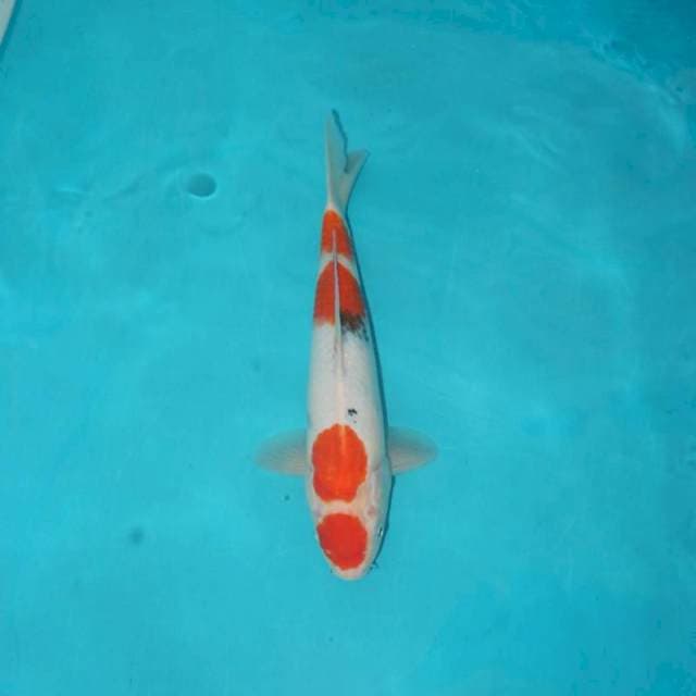 MARUTEN SANKE 27 CM