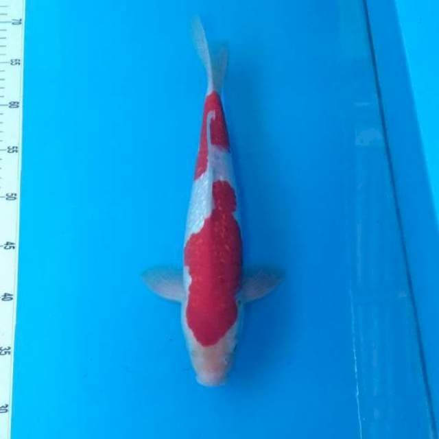 Kohaku ginrin original patern
