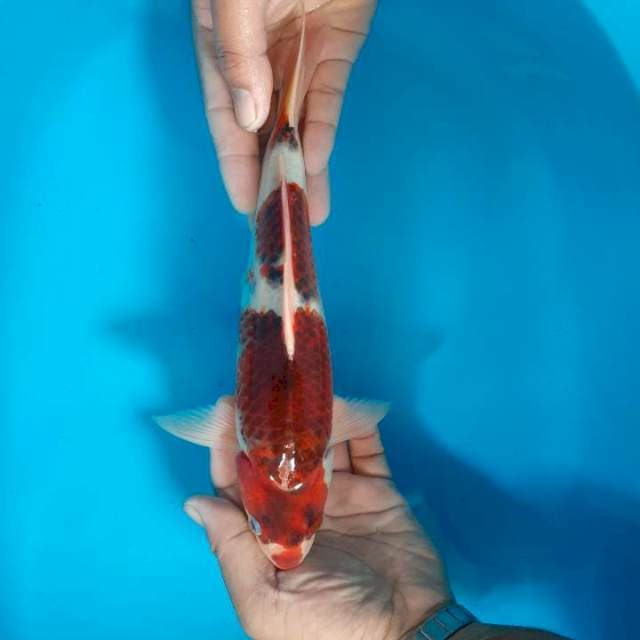 Goromo