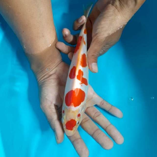 Kohaku